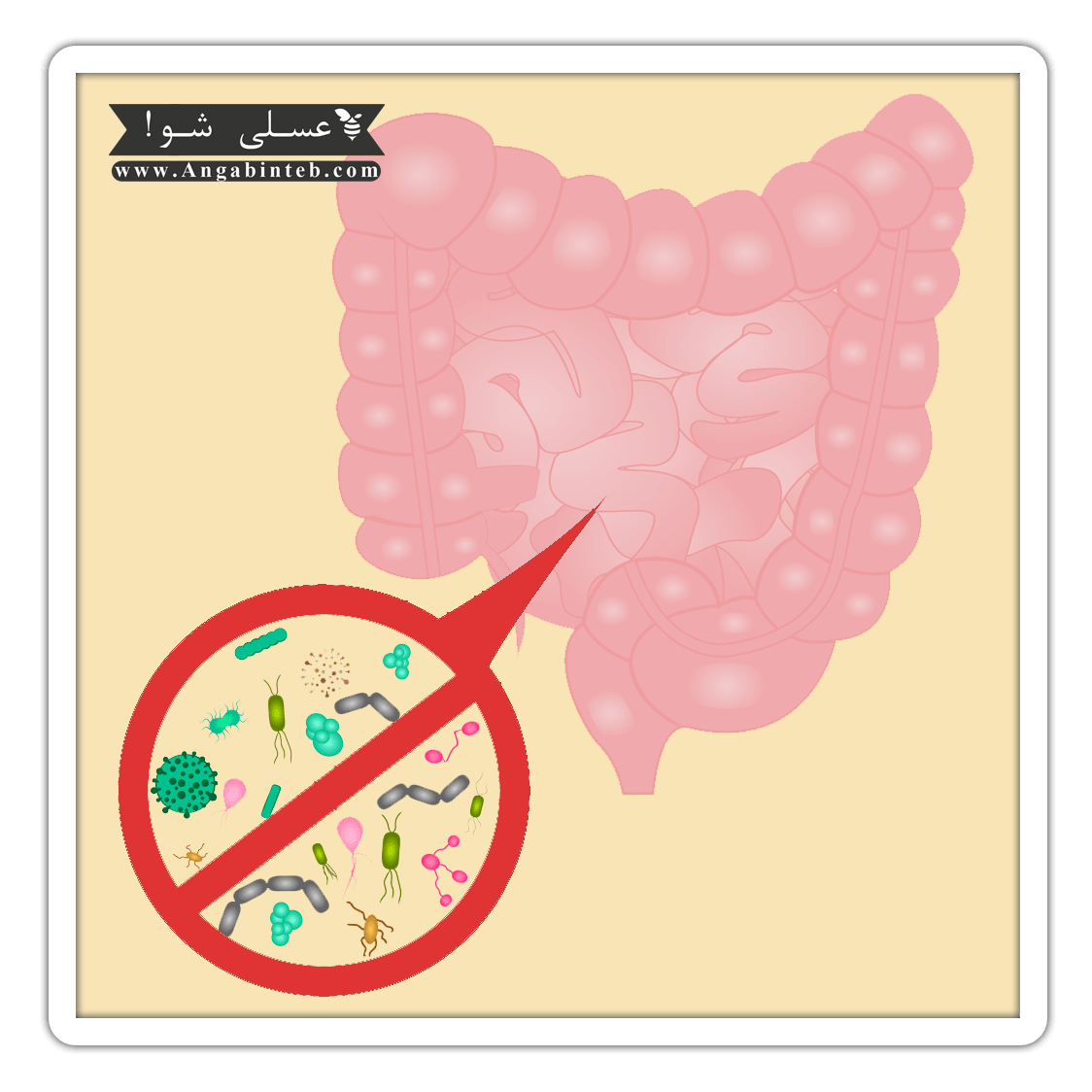 sibo-bacteria-min