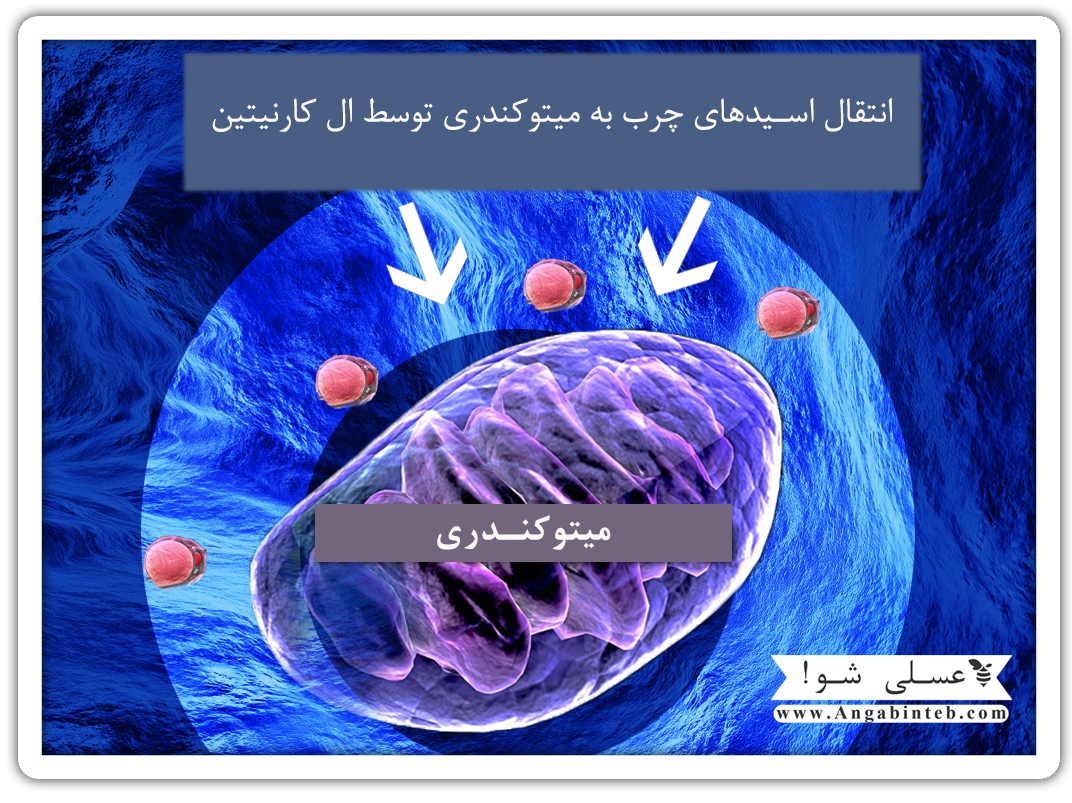 LCarnitine_MITOCHONDRIA.png