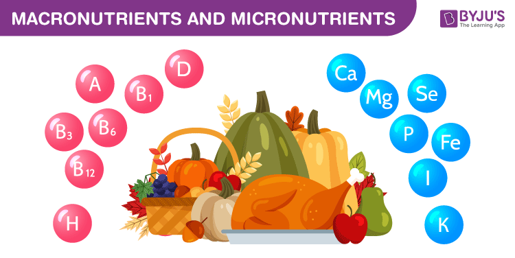 The Role of Micronutrients in Human Health